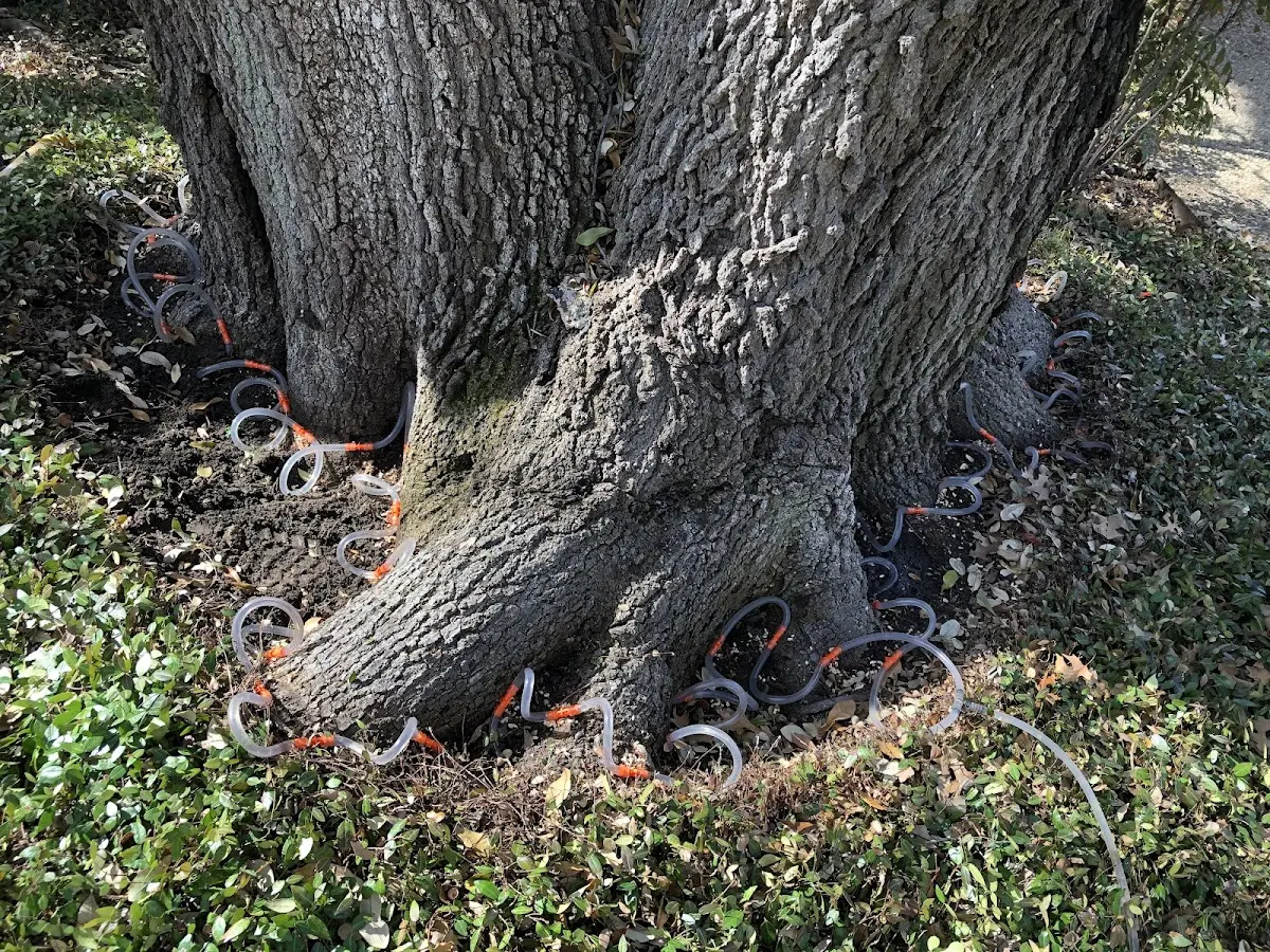 Detailed Shrub and Hedge Trimming job site in Voca