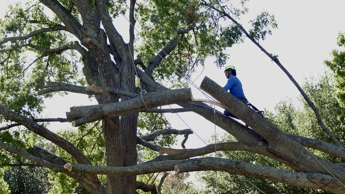 Professional Hazardous Tree Removal performed by certified arborists in Voca